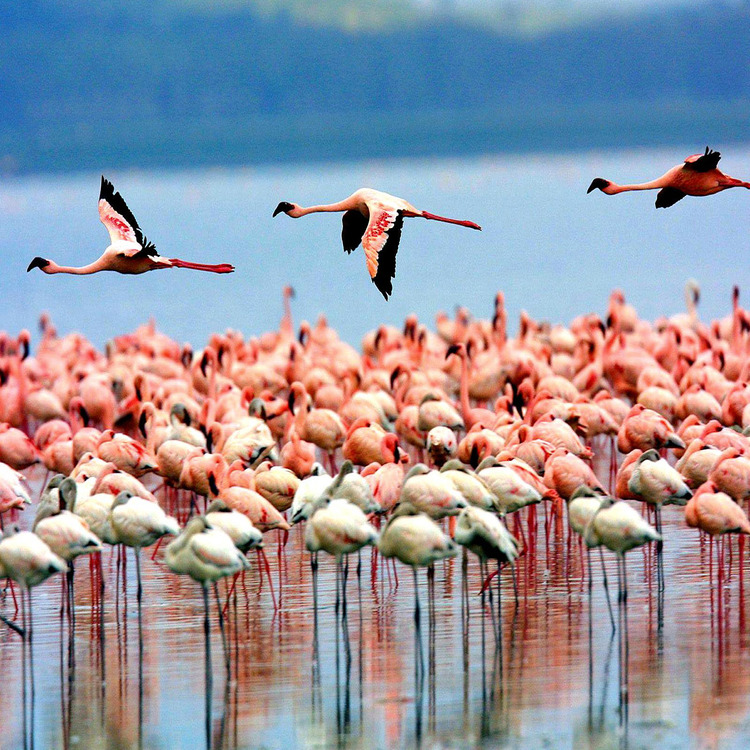 Lake Manyara National Park 1