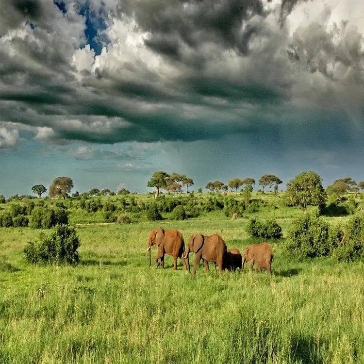 Tarangire National Park