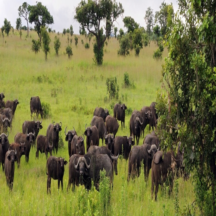 mikumi national park