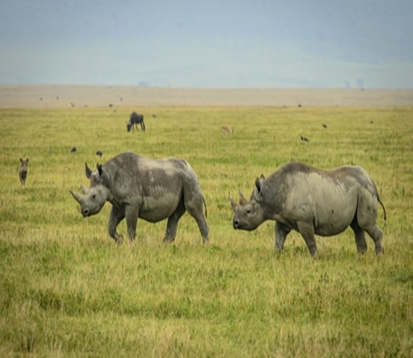 rhino ngorongoro 1 1